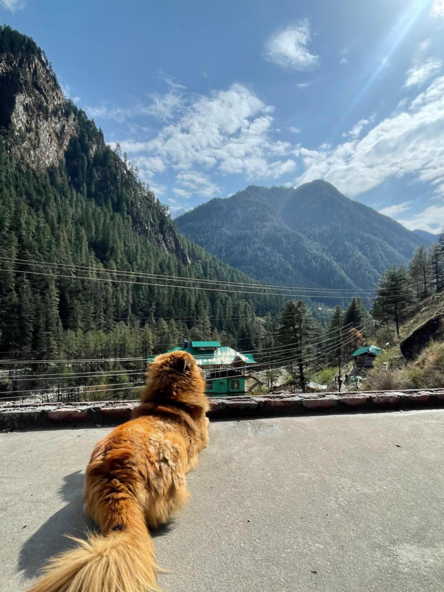 Trippy Homestay Kasol Εξωτερικό φωτογραφία